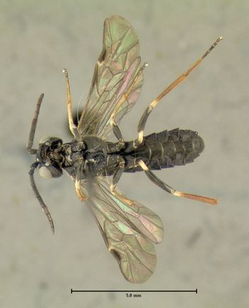 Media type: image;   Entomology 623208 Aspect: habitus ventral view